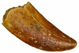 Serrated Raptor Tooth - Real Dinosaur Tooth #376808-1
